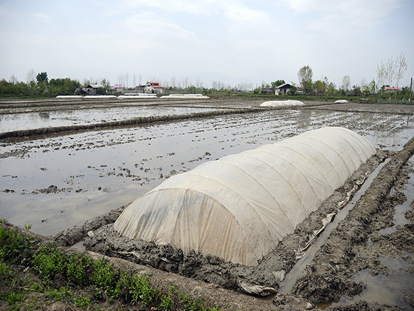 نخستین خزانه گیری برنج در گیلان